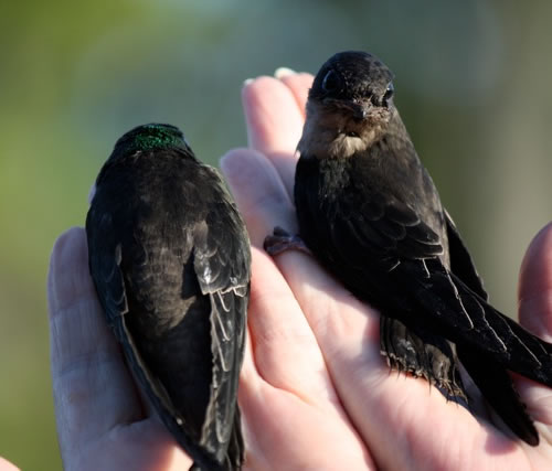 Chimney Swifts Being Released after Rehab