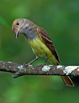 Great Crested Flycatcher (by Stuart McPherson)