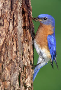 Eastern Bluebird by Stuart McPherson