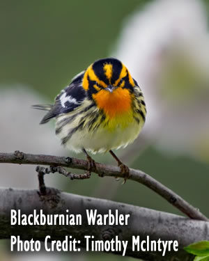 Blackburnian Warbler: Photo: Timothy McIntyre