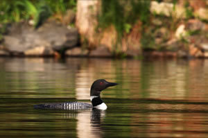 Common Loon