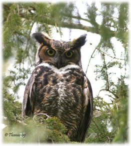 Great Horned Owl