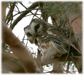 Sawwhet Owl