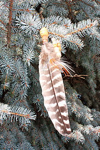 Sisters in Spring - Native feather hanging on Spruce tree - photo by Sarah Voordouw