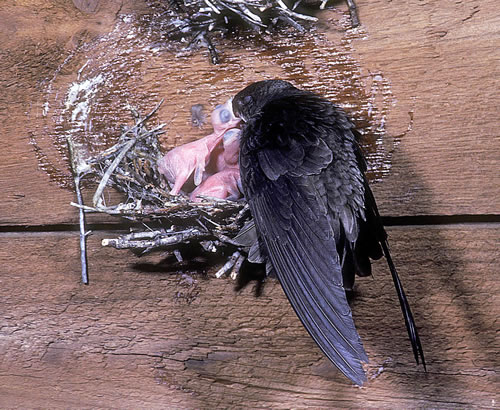 Chimney Swift Chicks Feeding