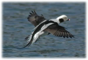 Long Tailed Duck